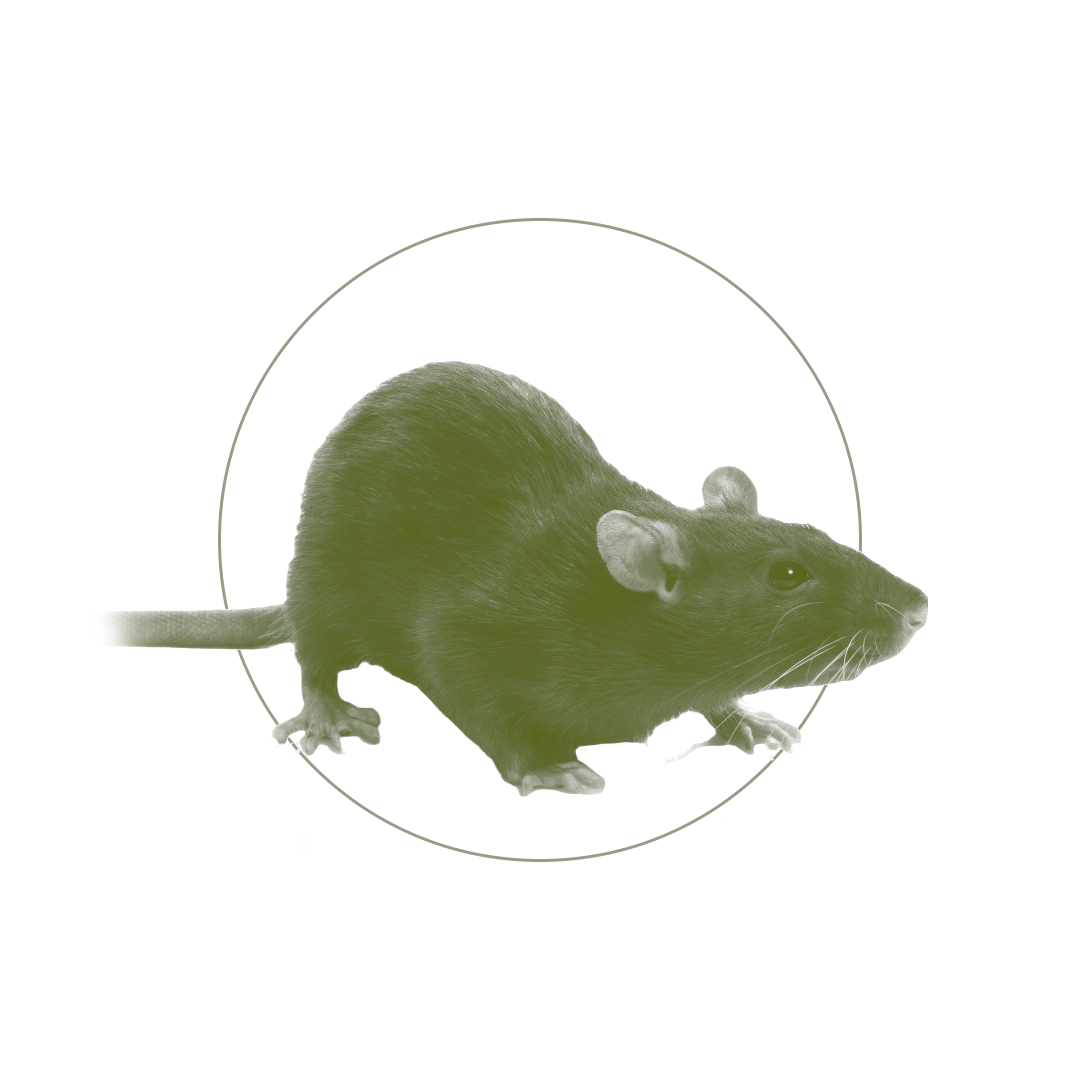 Rats