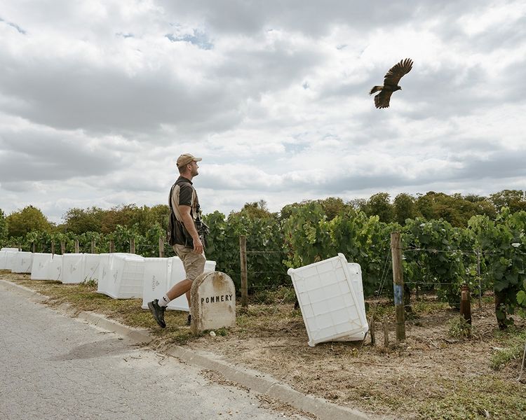 Flavien Fèvre, fauconnier de Fauconnerie Team, et Ulysse, buse de Harris, en vol au-dessus des vignes du clos Pompadour à Reims